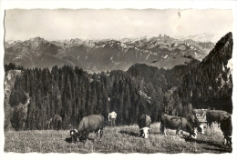 Cp, 74, Thollon-les-Mémises, Vue Sur Les Montagnes Suisse, Rocher De Nayes Et Diablerets, Voyagée 1955 - Thollon