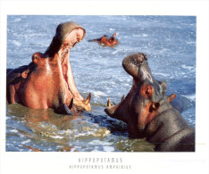 (123) African Hippopotamus - Hippopotamuses