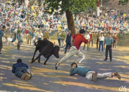 COURSE DE VACHES DANS LES RUES -  (Biarritz) - Jeux Régionaux