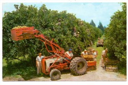 LANDWIRTSCHAFT - Orangen Ernte In Florida - Tractors