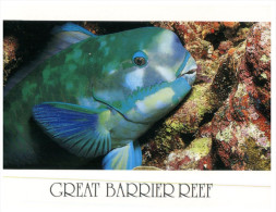 (886) Australia - QLD - Rainbow Fish - Great Barrier Reef