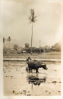 264217-Hawaii, Oahu, RPPC, Farmer Using Water Buffalo To Plow Rice Field - Oahu