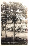 264251-Hawaiian Islands, RPPC, Papaia Tree & Fruit, Kodak Hawaii Photo No S-632 - Oahu