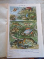 Old LITHO  Reptiles Fishes - Wedding Dress - Poissons,  Robe De Mariée  Hungary  Pallas Lexikon  Ca 1890's  J361.10 - Estampes & Gravures