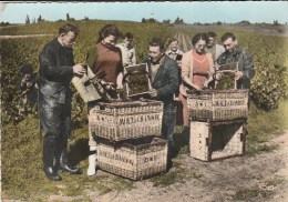 VENDANGES EN CHAMPAGNE - Animée - L'Epluchage - Sonstige & Ohne Zuordnung