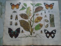 Old  LITHO  - Mimicry   - Mimétisme - Butterfly  Papillon  Hungary  Pallas Lexikon Ca 1890's  J363.8 - Estampes & Gravures