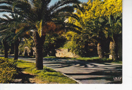 RAYOL-CANADEL SUR MER (83-Var) French Riviera, Palmiers Et Mimosas, Ed. Cim 1970 Environ - Rayol-Canadel-sur-Mer