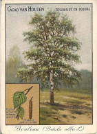 CHROMO GRAND FORMAT VAN HOUTEN ARBRE BOULEAU - Van Houten