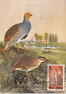 BIRDS, GREY PARTRIDGE, CM, MAXICARD, CARTES MAXIMUM, 1988, ROMANIA - Rebhühner & Wachteln