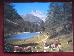 Bergün (GR) - Albulapass - Palpuognasee - Bergün/Bravuogn