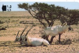 Antilope Oryx Animal Carte Card Karte B 514 - Oman