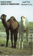 Chameau  Camel Animal Télécarte Koweit  Telefonkarte Phonecard (B 518) - Koweït