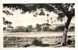 264319-Hawaiian Islands, Hawaii, Oahu, RPPC, Rice Fields, Photo No 180 - Oahu