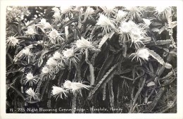 264331-Hawaiian Islands, Hawaii, Honolulu, RPPC, Night Blooming Cereus Hedge, Kodak Hawaii Photo No H-225 - Honolulu