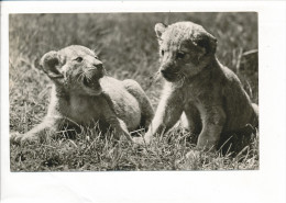 PK-CP Tiger Babies, Gebraucht, Siehe Bilder! - *) - Tijgers