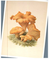 (3333) Mushrooms - Champignon - Pilze