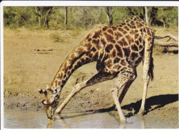 CPSM GIRAFE S ABREUVANT SUD AFRIQUE 1964 - Giraffe
