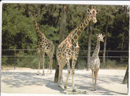 CPSM GIRAFE GIRAFES ET LEURS BEBES NES AU ZOO DE LA PALMYRE ROYAN POSTEE CHEMILLE 1996 - Girafes