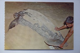 Trengganu - Malaysia -  Turtle Laying Eggs - TURTLE - Testudo  - Old PC - Tortue - Schildkröten