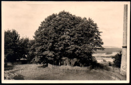 1507 - Ohne Porto - Alte Foto Ansichtskarte - Schloß Augustusburg Verkehrte Linde Baum - N. Gel. 1955 Zierold - Augustusburg