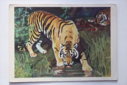 OLD USSR Postcard  - TIGER By Nikolsky  - 1961 - Tijgers