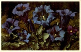 FLEURS - Détaillons Collection - A Voir - 11136 - Flowers