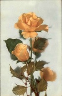 FLEURS - Détaillons Collection - A Voir - 11141 - Flowers