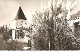 1519. SAINT PIERRE D´ OLERON. LE MOULIN DE COIVRE. - Saint-Pierre-d'Oleron