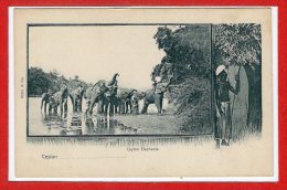 ASIE --  SRI LANKA - ( CEYLON )  - Elephants - Sri Lanka (Ceylon)