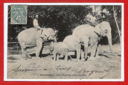 ASIE --  SRI LANKA - ( CEYLON )  -  Colombo - Une Famille D'Elephants - Sri Lanka (Ceylon)