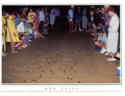 (446) Australia - QLD - Mon Repos Baby Tortoise - Tortues