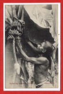 ASIE --  SRI LANKA - ( CEYLON )  -  Gathering Bananas - Sri Lanka (Ceylon)