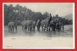 ASIE --  SRI LANKA - ( CEYLON )  -  Elephants - Sri Lanka (Ceylon)