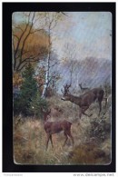 MULLER Style - Hunting / Chasse - Deer - Old Vintage Postcard - Mueller, August - Munich