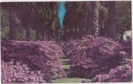 USA, SAVANNAH, GEORGIA, Azaleas And Camellias, Unused Postcard [16690] - Savannah