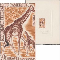 Cameroun 1962 Y&T 350. Épreuve D´artiste, Signée Jacques Combet, Dessinateur Et Graveur. Famille De Girafes - Giraffes