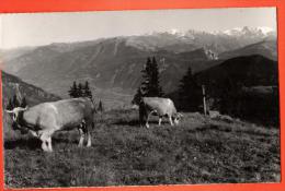 PCD-03 A La Creusaz Sur Les Marécottes, Salvan.  Troupeau De Vaches.  Circulé. - Salvan