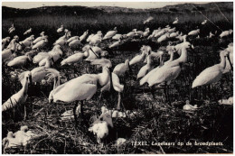 Nederland/Holland, Texel. Lepelaars Op De Broedplaats, 1961 - Texel