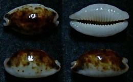 N°5168// CYPRAEA HIRUNDO ROUXI MAXI NIGER "Nelle-CALEDONIE"// GEM : 15,7mm - Coquillages