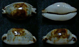 N°5170// CYPRAEA HIRUNDO ROUXI NIGER "Nelle-CALEDONIE"// GEM : 20,3mm - Coquillages