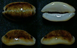 N°5180// CYPRAEA LISTERI MELVILLI N. & F.R. "AUSTRALIE"// F+++ : 21,2mm - Coquillages