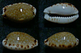 N°5183// CYPRAEA LABROLINEATA V. HELENAE "Nelle-CALEDONIE"// F+++ : 14,5mm - Coquillages