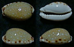 N°5186// CYPRAEA LABROLINEATA V. NASHI "Nelle-CALEDONIE"// GEM : 23,1mm - Coquillages