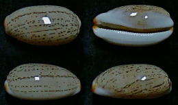 N°5190// CYPRAEA ISABELLA CONTROVERSA  "Nelle-CALEDONIE"// F+++/GEM : 26mm - Coquillages