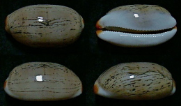 N°5192// CYPRAEA ISABELLA CONTROVERSA  "Nelle-CALEDONIE"// F+++ : 32,7mm - Coquillages