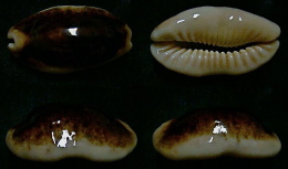 N°5199// CYPRAEA CAURICA THEMA T.N. & H.R. "Nelle-CALEDONIE"// F+++ : 41,6mm - Coquillages