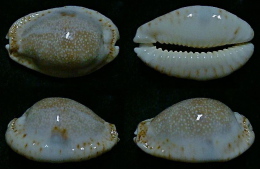 N°5200// CYPRAEA EROSA CHLORIZANS  R. "Nelle-CALEDONIE"// GEM : 40mm - Coquillages