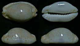 N°5201// CYPRAEA EROSA CHLORIZANS  R. "Nelle-CALEDONIE"// F+++/GEM : 38,7mm - Coquillages