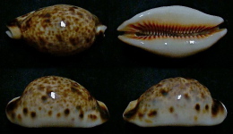 N°5207// CYPRAEA LYNX CALEDONICA  H. R. "Nelle-CALEDONIE"// F+++/GEM : 48mm - Coquillages