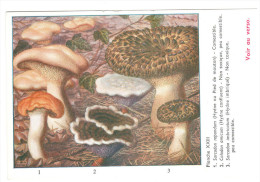 CPSM CHAMPIGNONS D EUROPE SARCODON CALODON PAR ROGER HEIM PUB TERRAMYCINE - Paddestoelen